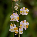 Imagem de Phalaenopsis pulcherrima (Lindl.) J. J. Sm.