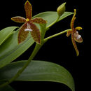 Image of Phalaenopsis cornu-cervi (Breda) Blume & Rchb. fil.