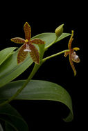 Imagem de Phalaenopsis cornu-cervi (Breda) Blume & Rchb. fil.