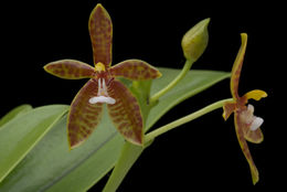 Imagem de Phalaenopsis cornu-cervi (Breda) Blume & Rchb. fil.