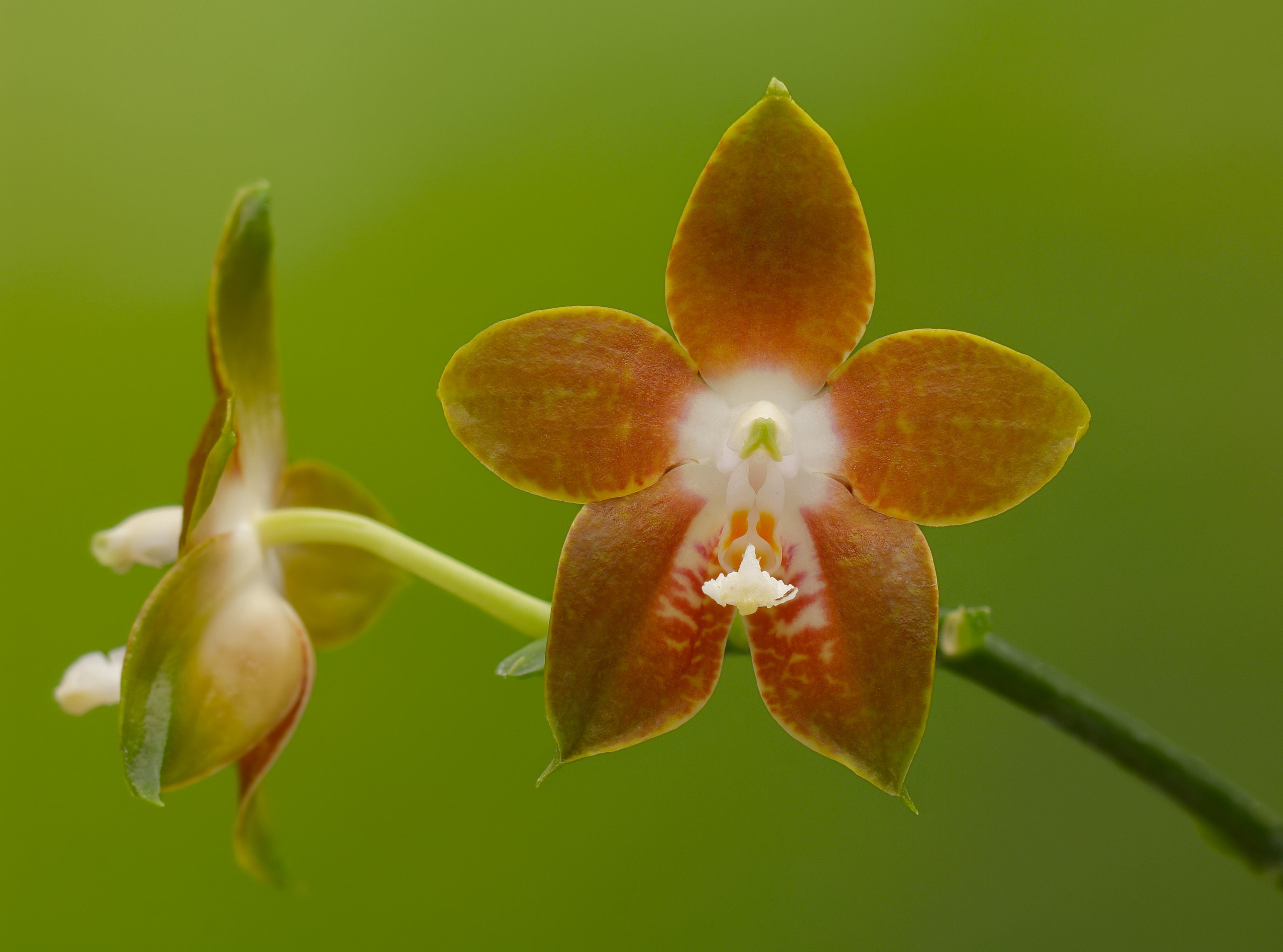 Image of Phalaenopsis venosa Shim & Fowlie