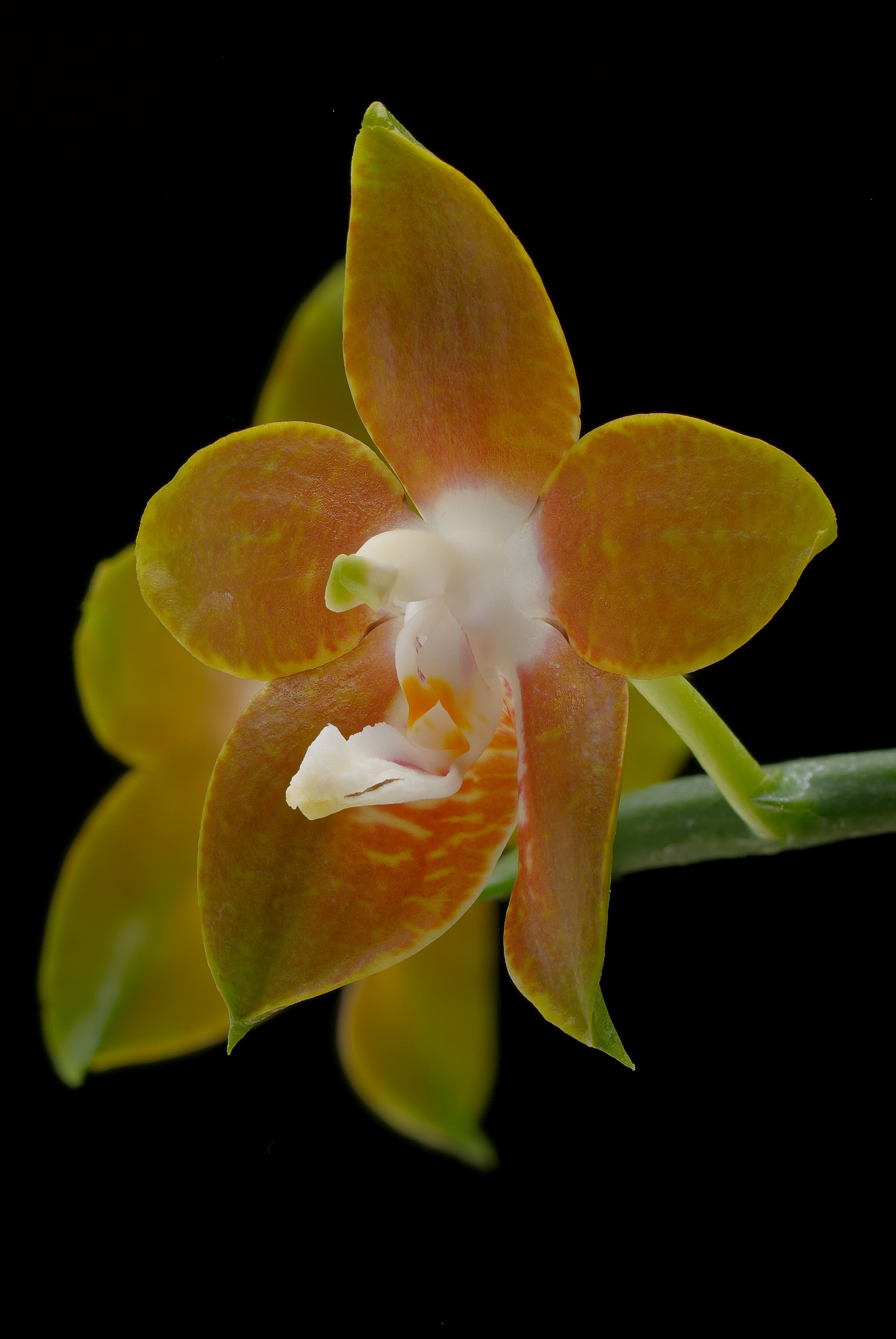 Image of Phalaenopsis venosa Shim & Fowlie