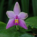 Image of Phalaenopsis violacea H. Witte