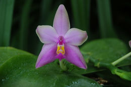 Imagem de Phalaenopsis violacea H. Witte