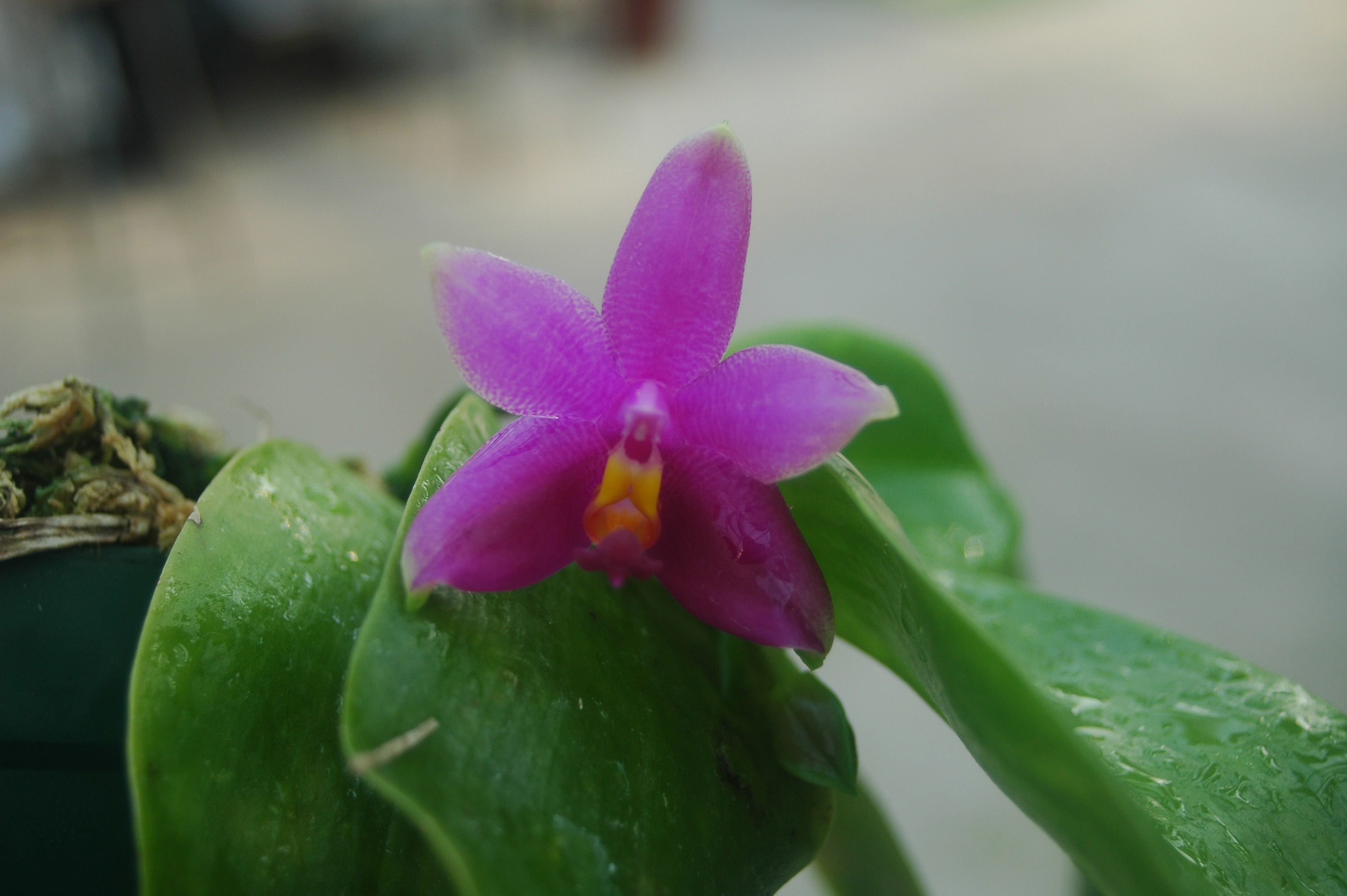 Imagem de Phalaenopsis violacea H. Witte