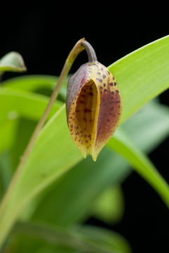 Image de Phloeophila pelecaniceps (Luer) Pridgeon & M. W. Chase