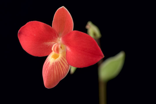 Imagem de Phragmipedium besseae Dodson & J. Kuhn