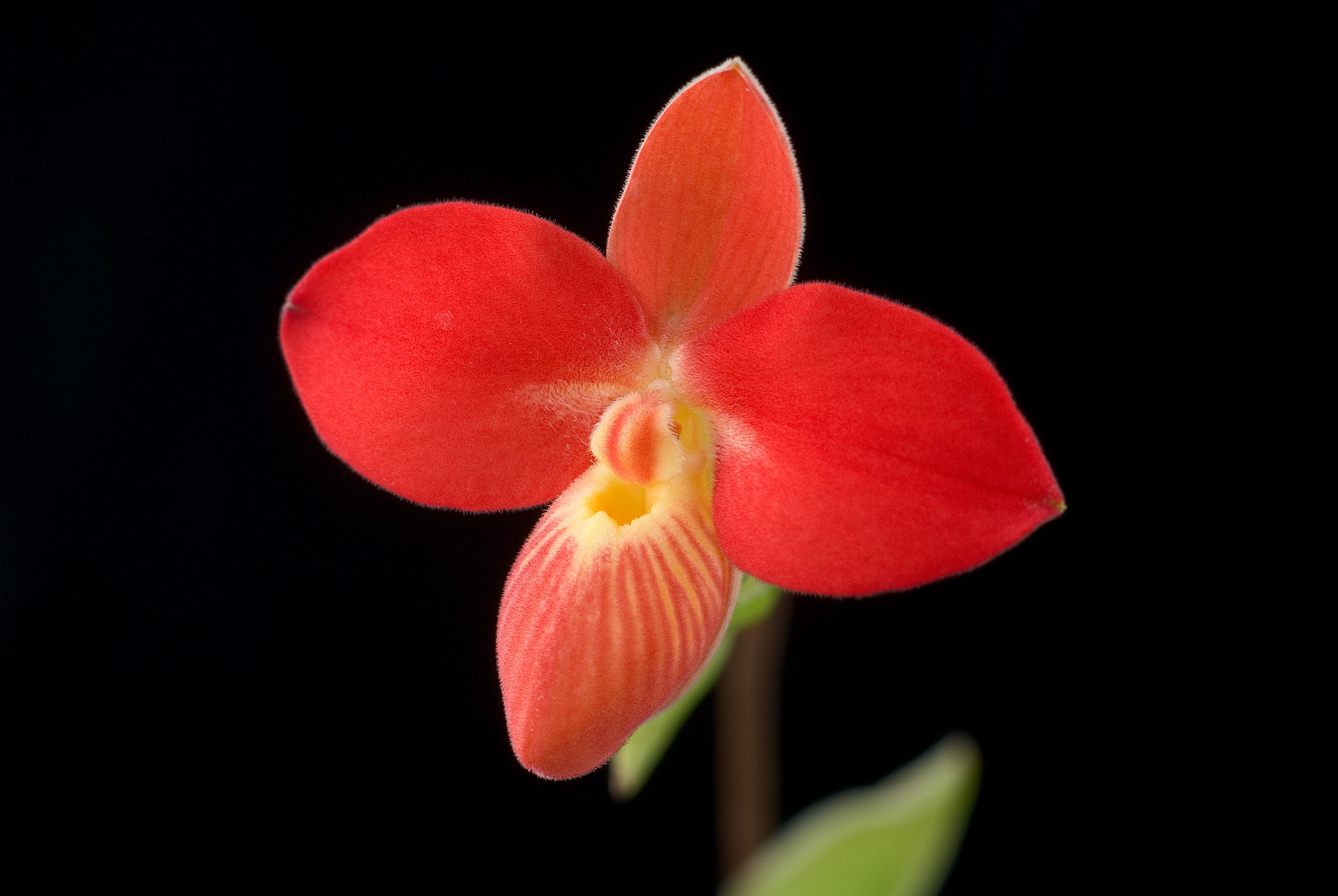 Imagem de Phragmipedium besseae Dodson & J. Kuhn