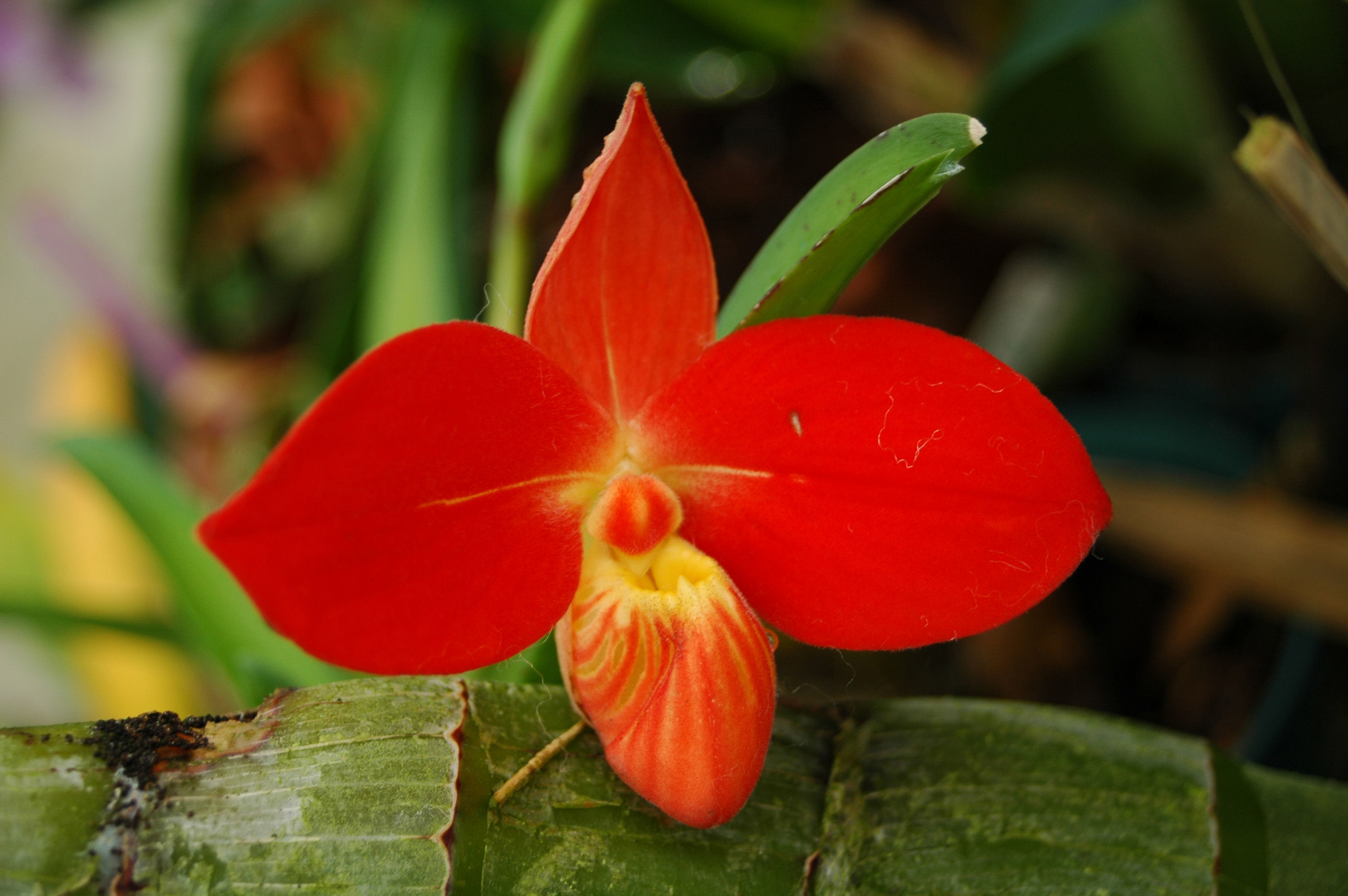 Imagem de Phragmipedium besseae Dodson & J. Kuhn