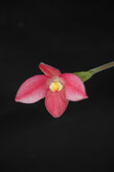 Image of Fischer's Phragmipedium