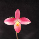 Imagem de Phragmipedium fischeri Braem & H. Mohr