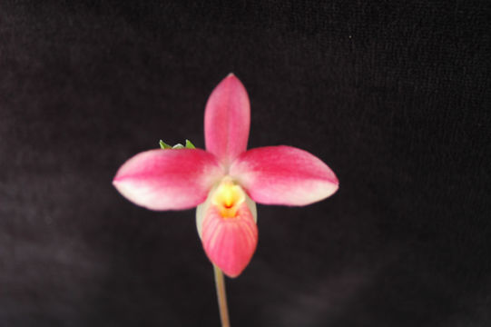 Image of Fischer's Phragmipedium