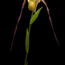 Image of Phragmipedium warszewiczianum (Rchb. fil.) Schltr.