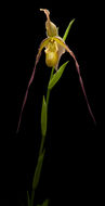 Image of Phragmipedium warszewiczianum (Rchb. fil.) Schltr.