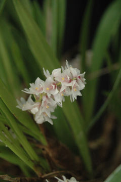 Image of Pinalia spicata (D. Don) S. C. Chen & J. J. Wood