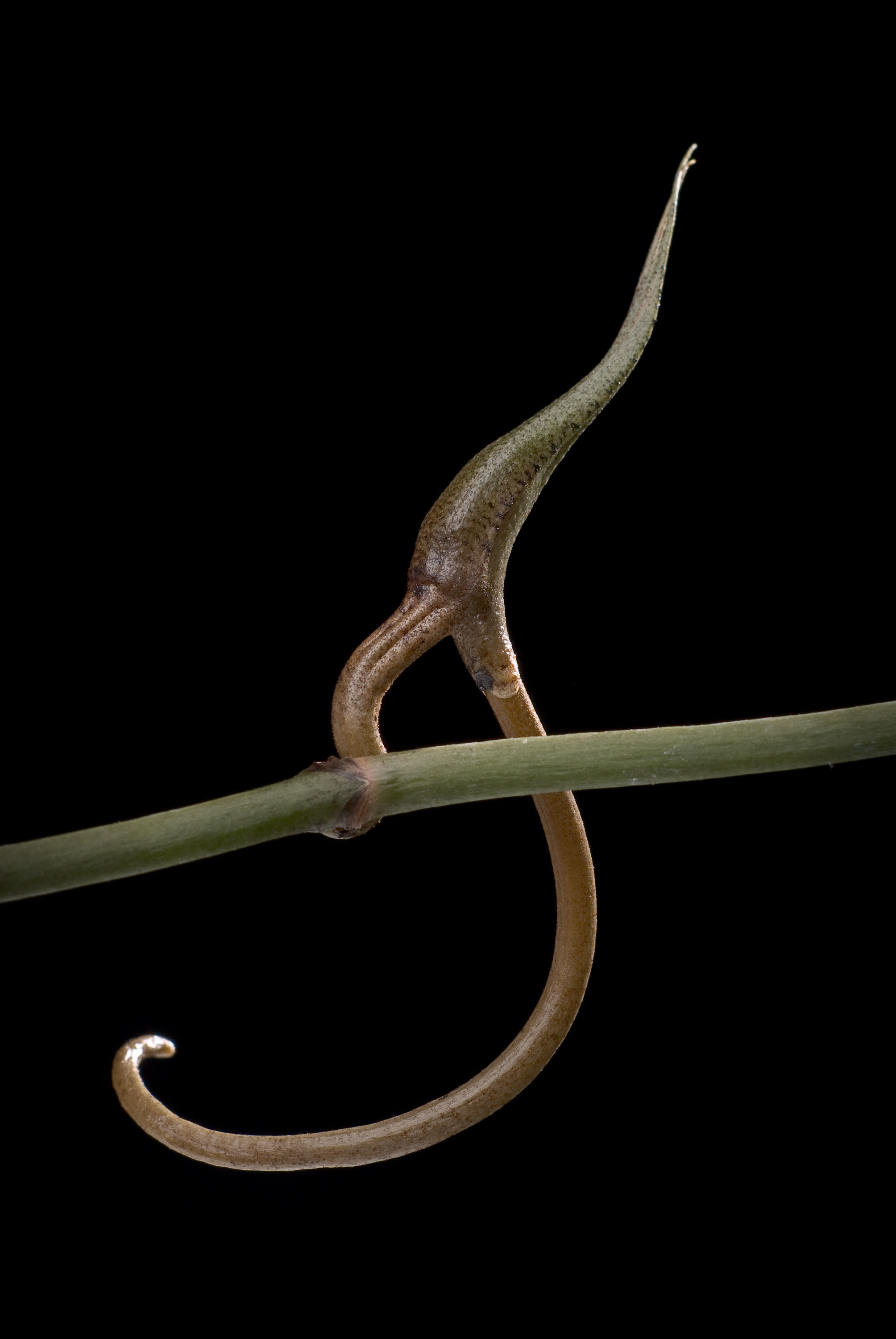 Image of Plectrelminthus caudatus (Lindl.) Summerh.