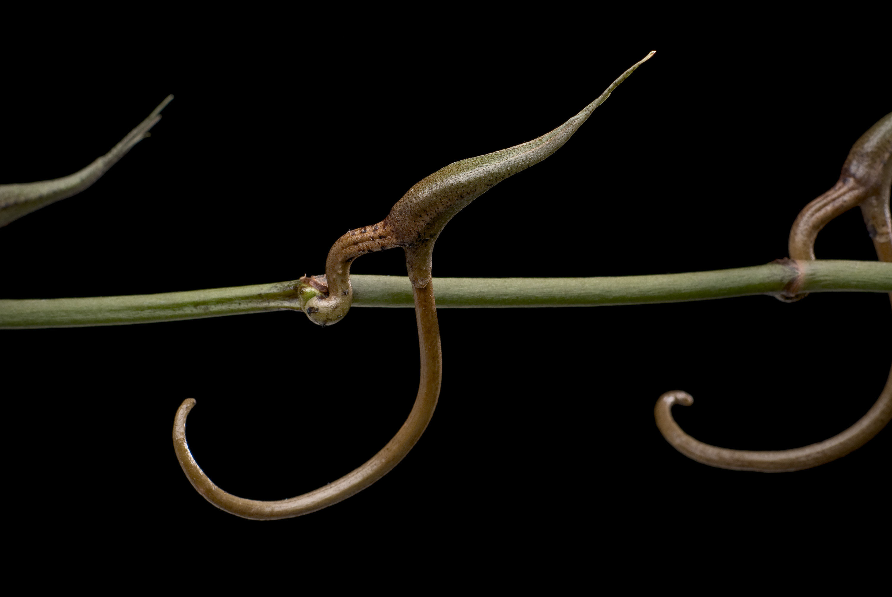 Image de Plectrelminthus caudatus (Lindl.) Summerh.