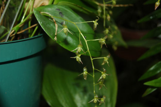 Imagem de Pleurothallis longipedicellata Ames & C. Schweinf.