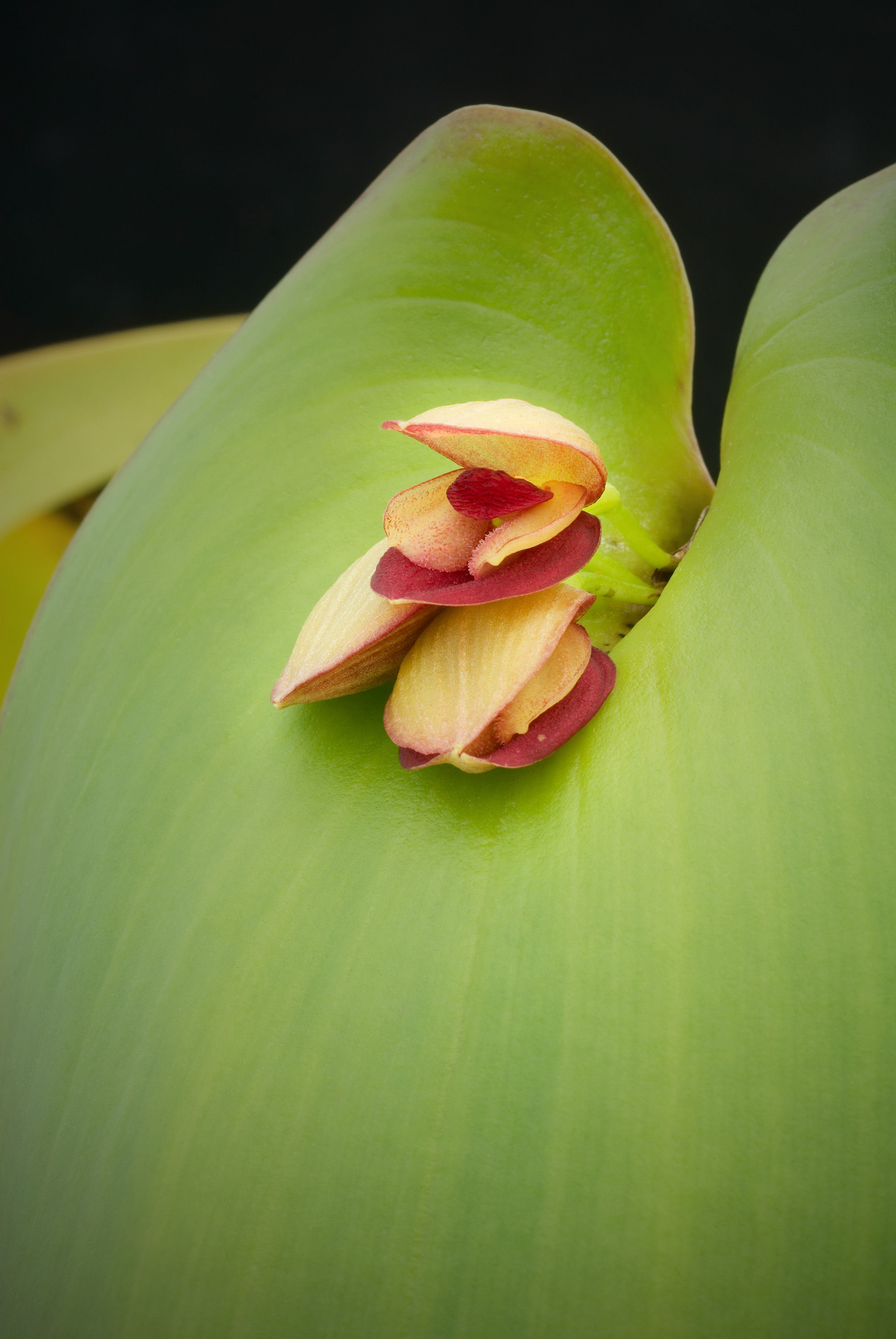 Image of Pleurothallis marthae Luer & R. Escobar