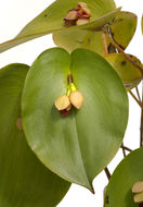 Image of Pleurothallis marthae Luer & R. Escobar