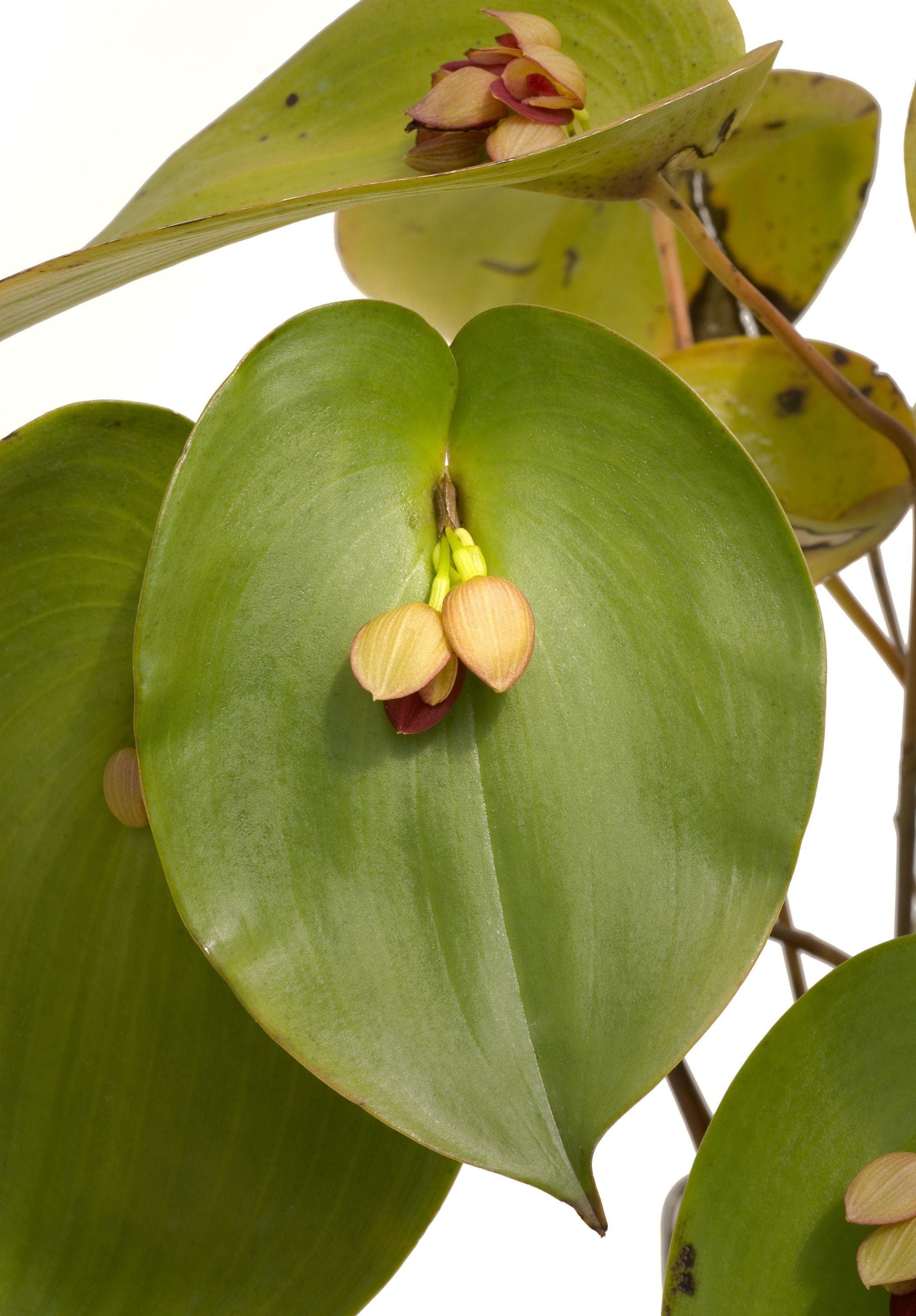 Image of Pleurothallis marthae Luer & R. Escobar