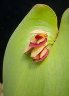 Image of Pleurothallis marthae Luer & R. Escobar