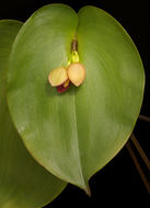 Image of Pleurothallis marthae Luer & R. Escobar