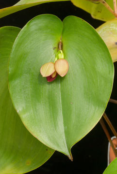 Image of Pleurothallis marthae Luer & R. Escobar