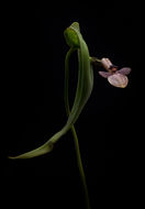 Image of Pleurothallis peculiaris Luer