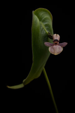 Image of Pleurothallis peculiaris Luer