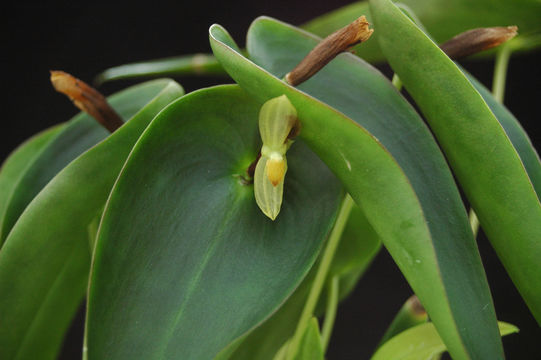 Image of Pleurothallis radula Luer