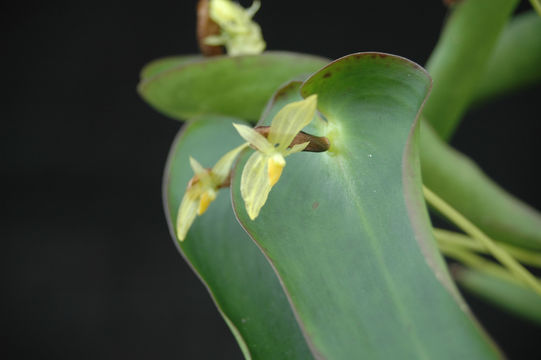 Image of Pleurothallis radula Luer