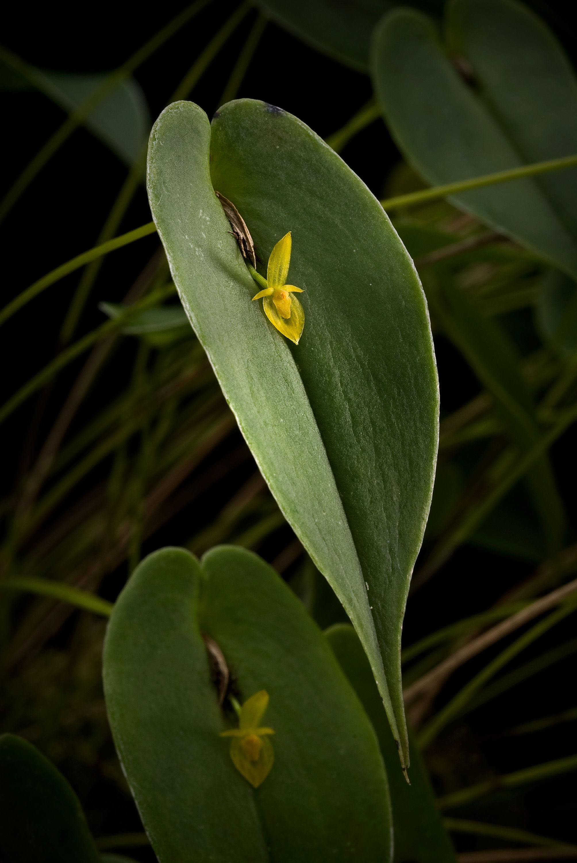 Image of Bonnet orchids