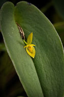 Image of Bonnet orchids