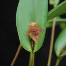 Слика од Pleurothallis tonduzii Schltr.