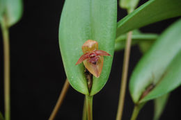 Image of Pleurothallis tonduzii Schltr.