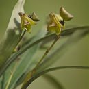 صورة Polystachya galeata (Sw.) Rchb. fil.