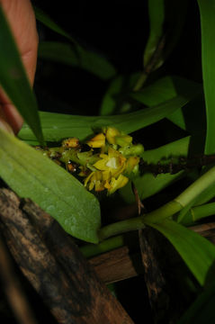 Imagem de Polystachya rhodoptera Rchb. fil.