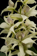 Image of Prosthechea chacaoensis (Rchb. fil.) W. E. Higgins