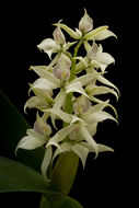 Image of Prosthechea chacaoensis (Rchb. fil.) W. E. Higgins