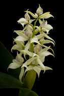 Image of Prosthechea chacaoensis (Rchb. fil.) W. E. Higgins