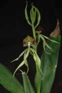 Слика од Prosthechea cochleata (L.) W. E. Higgins