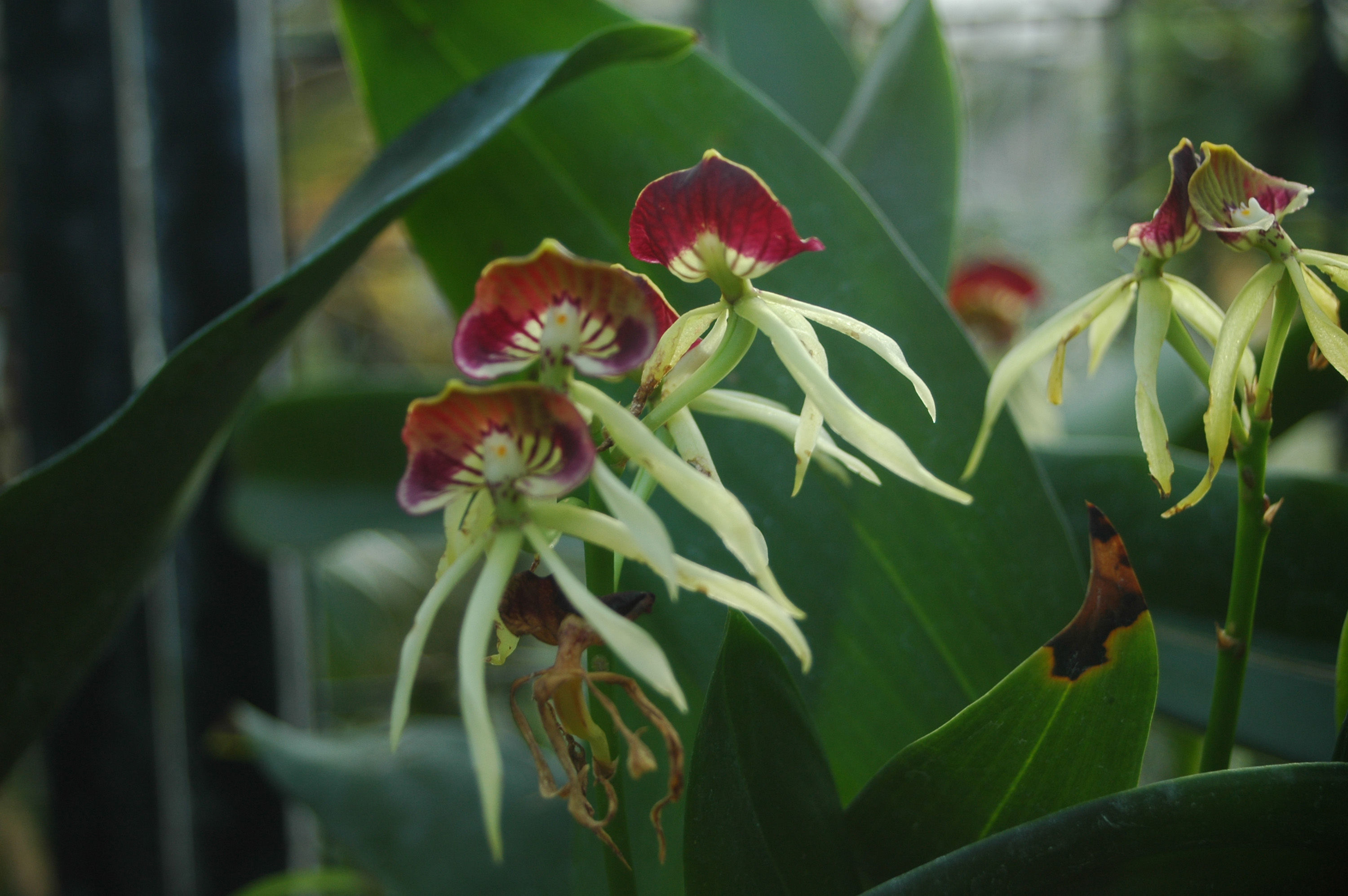 Слика од Prosthechea cochleata (L.) W. E. Higgins