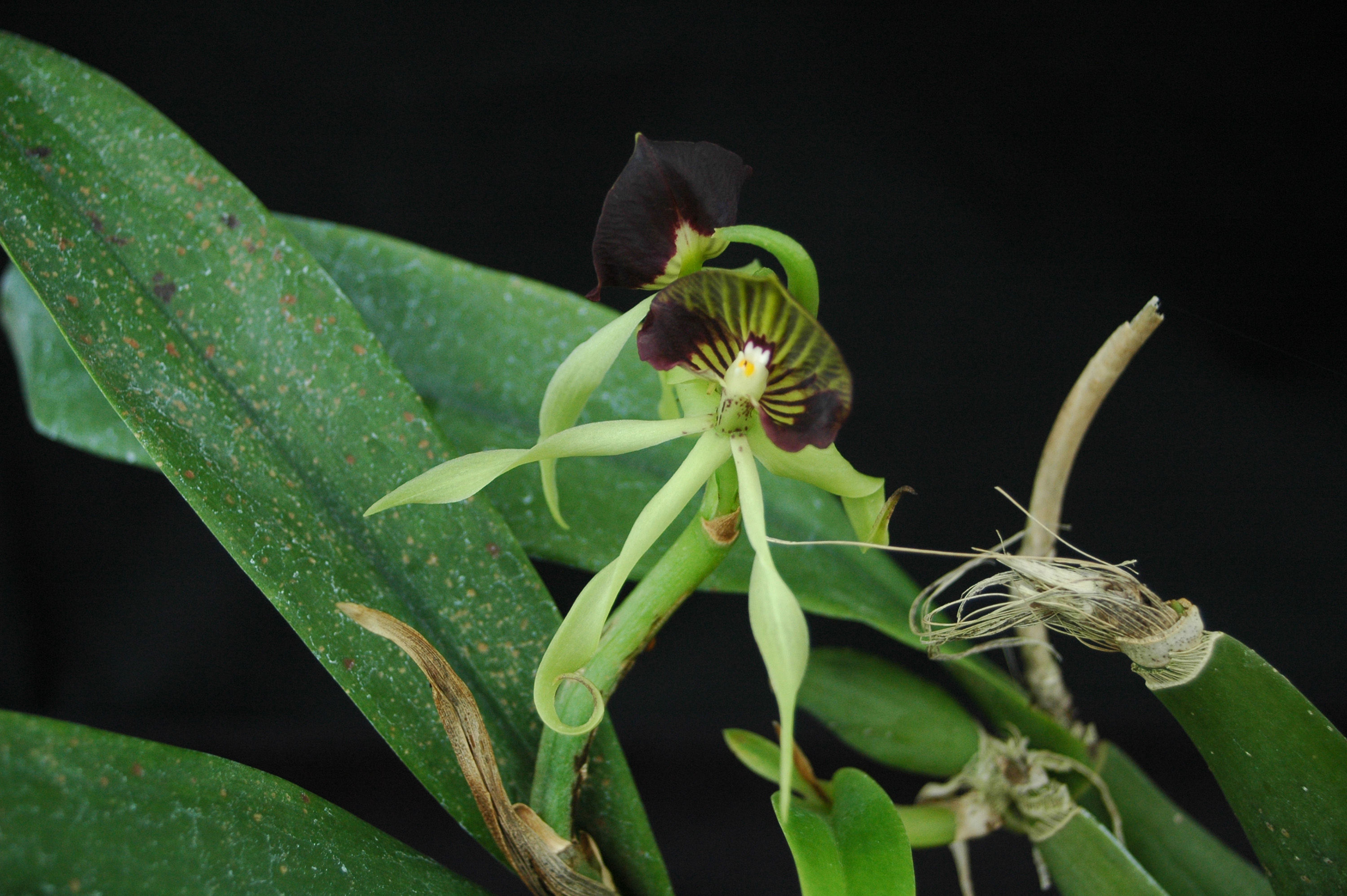 Слика од Prosthechea cochleata (L.) W. E. Higgins