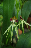 Слика од Prosthechea cochleata (L.) W. E. Higgins