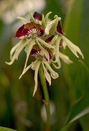 Слика од Prosthechea cochleata (L.) W. E. Higgins