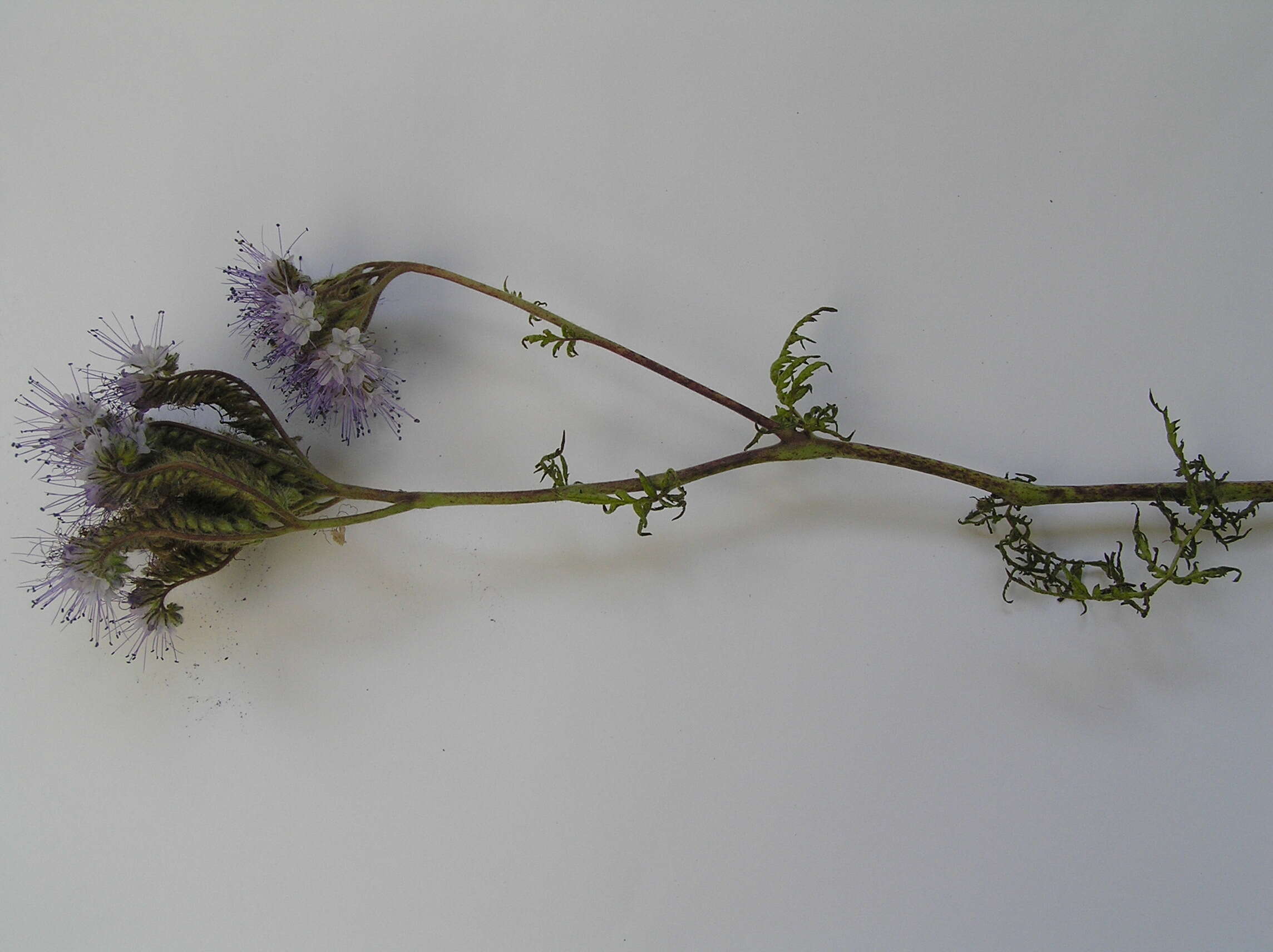 Image de Phacélie à feuilles de tanaisie