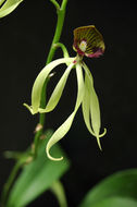 Слика од Prosthechea cochleata (L.) W. E. Higgins