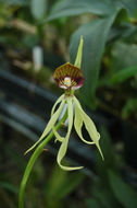 Слика од Prosthechea cochleata (L.) W. E. Higgins