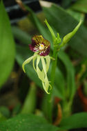 Слика од Prosthechea cochleata (L.) W. E. Higgins